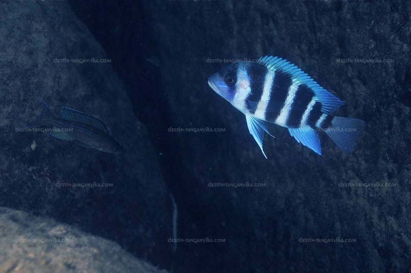 Cyphotilapia gibberosa 'Mvuna Island'